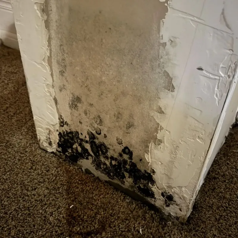 Professional Mold Removal in Hancock County, KY